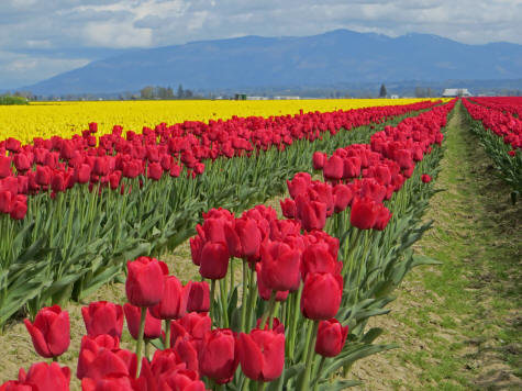 Springtime in Washington State